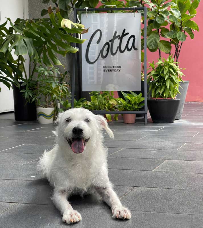 bella at cotta, pet friendly cafe at mont kiara
